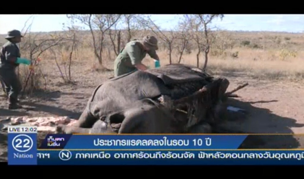 ประชากรแรด ลดลงในรอบ 10 ปี ประชากรแรด ลดลงในรอบ 10 ปี