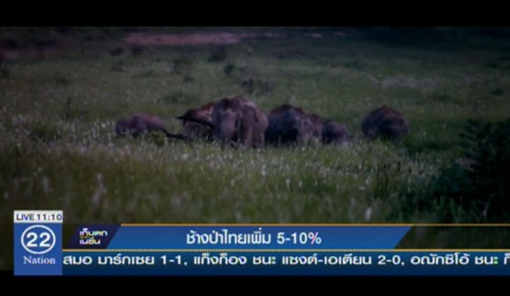 ช้างป่าไทย ประชากรเพิ่มร้อยละ 5-10 ช้างป่าไทย ประชากรเพิ่มร้อยละ 5-10