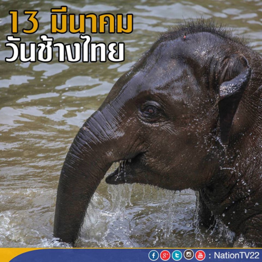 ห่วงช้างไทย ถูกนำไปใช้เรื่องท่องเที่ยว