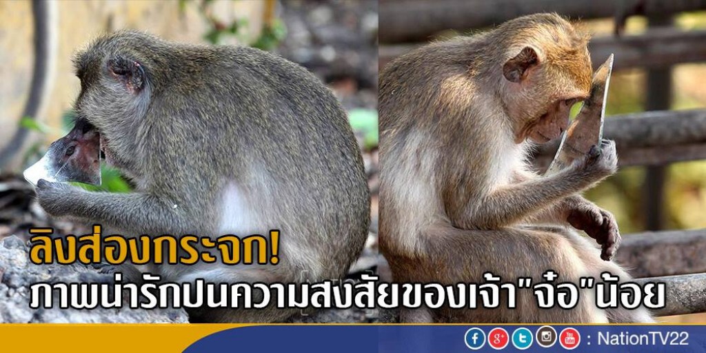 ลิงส่องกระจก!
ภาพน่ารักปนความสงสัยของเจ้า"จ๋อ"น้อย ลิงส่องกระจก!
ภาพน่ารักปนความสงสัยของเจ้า"จ๋อ"น้อย