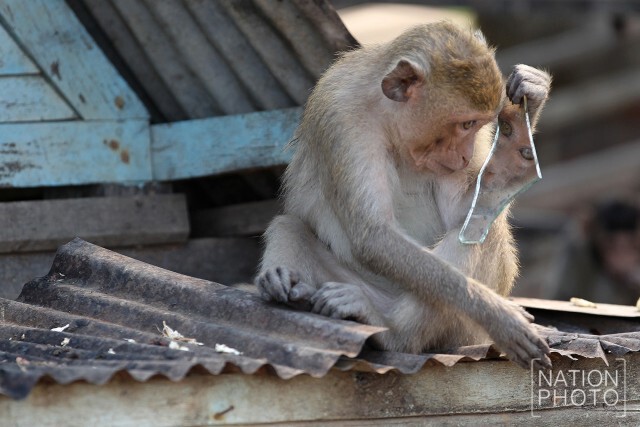ลิงส่องกระจก! 
ภาพน่ารักปนความสงสัยของเจ้า"จ๋อ"น้อย