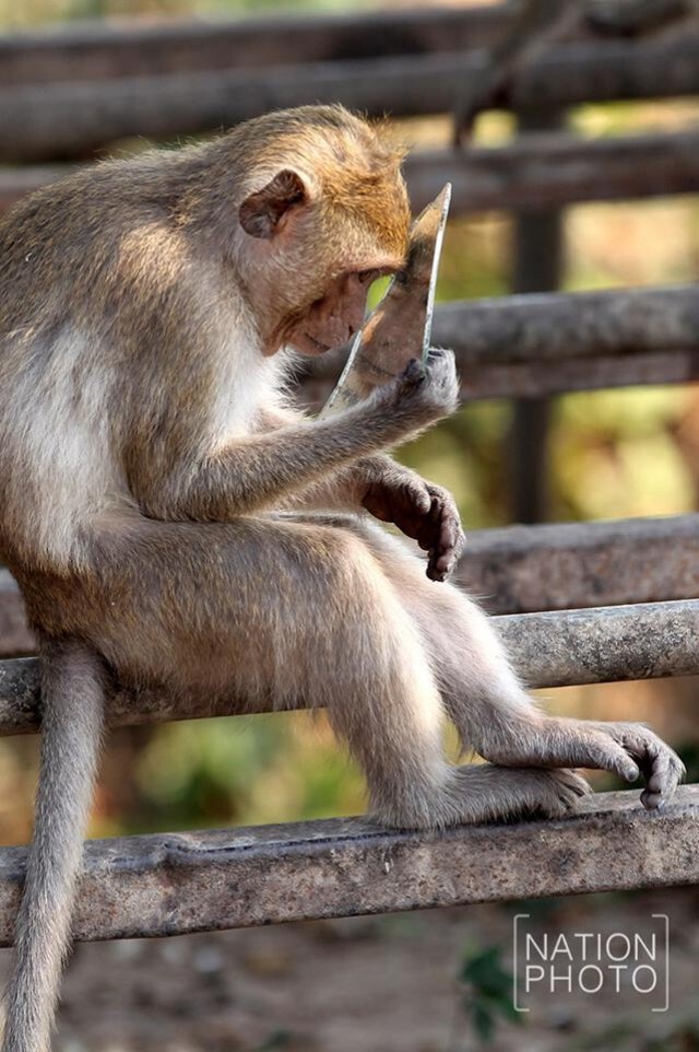 ลิงส่องกระจก! 
ภาพน่ารักปนความสงสัยของเจ้า"จ๋อ"น้อย