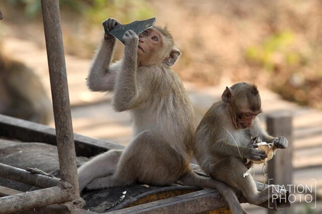 ลิงส่องกระจก! 
ภาพน่ารักปนความสงสัยของเจ้า"จ๋อ"น้อย