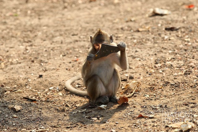 ลิงส่องกระจก! 
ภาพน่ารักปนความสงสัยของเจ้า"จ๋อ"น้อย