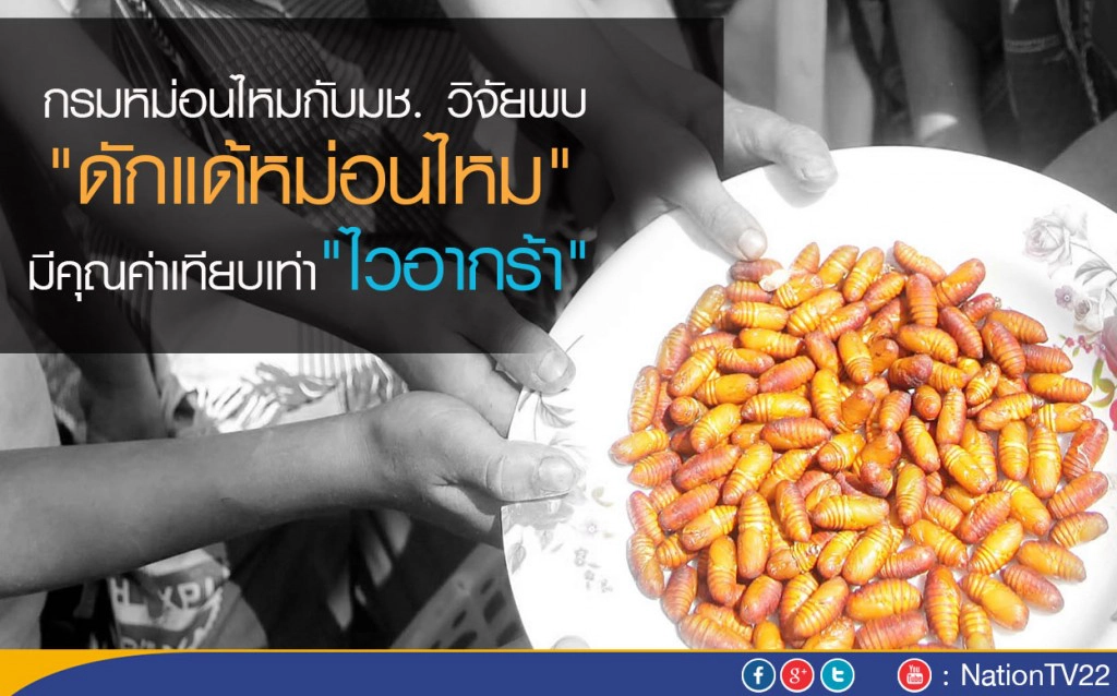 ฮิอฮา !! กรมหม่อนไหมกับมช. วิจัยพบ"ดักแด้หม่อนไหม"มีคุณค่าเทียบเท่า"ไวอากร้า"