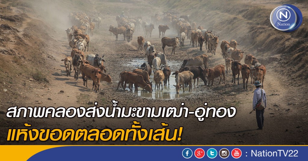 สภาพคลองส่งน้ำมะขามเฒ่า-อู่ทอง แห้งขอดตลอดทั้งเส้น! สภาพคลองส่งน้ำมะขามเฒ่า-อู่ทอง แห้งขอดตลอดทั้งเส้น!
