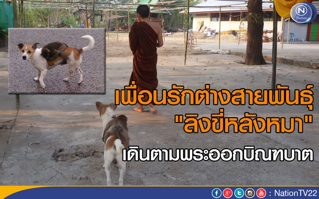 เพื่อนรักต่างสายพันธุ์ "ลิงขี่หลังหมา" เดินตามพระออกบิณฑบาต เพื่อนรักต่างสายพันธุ์ "ลิงขี่หลังหมา" เดินตามพระออกบิณฑบาต