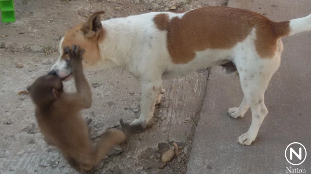 เพื่อนรักต่างสายพันธุ์  "ลิงขี่หลังหมา" เดินตามพระออกบิณฑบาต
