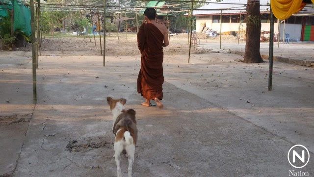เพื่อนรักต่างสายพันธุ์  "ลิงขี่หลังหมา" เดินตามพระออกบิณฑบาต