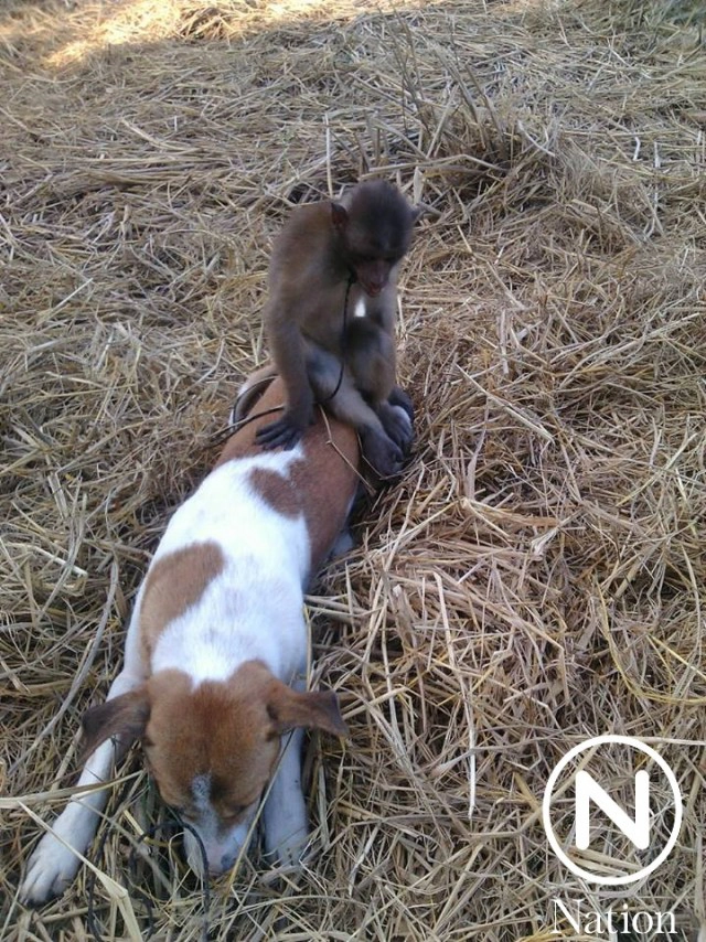 เพื่อนรักต่างสายพันธุ์  "ลิงขี่หลังหมา" เดินตามพระออกบิณฑบาต