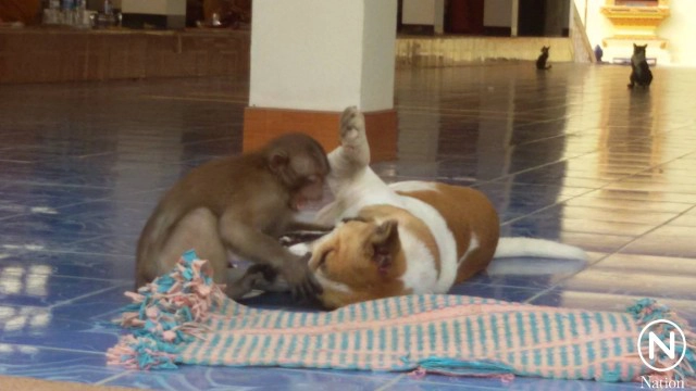 เพื่อนรักต่างสายพันธุ์  "ลิงขี่หลังหมา" เดินตามพระออกบิณฑบาต