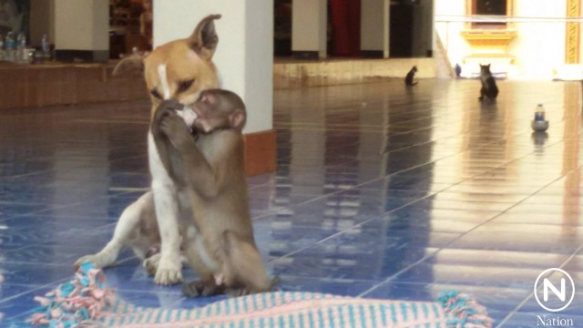 เพื่อนรักต่างสายพันธุ์  "ลิงขี่หลังหมา" เดินตามพระออกบิณฑบาต