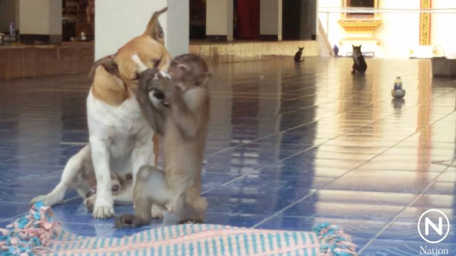 เพื่อนรักต่างสายพันธุ์  "ลิงขี่หลังหมา" เดินตามพระออกบิณฑบาต