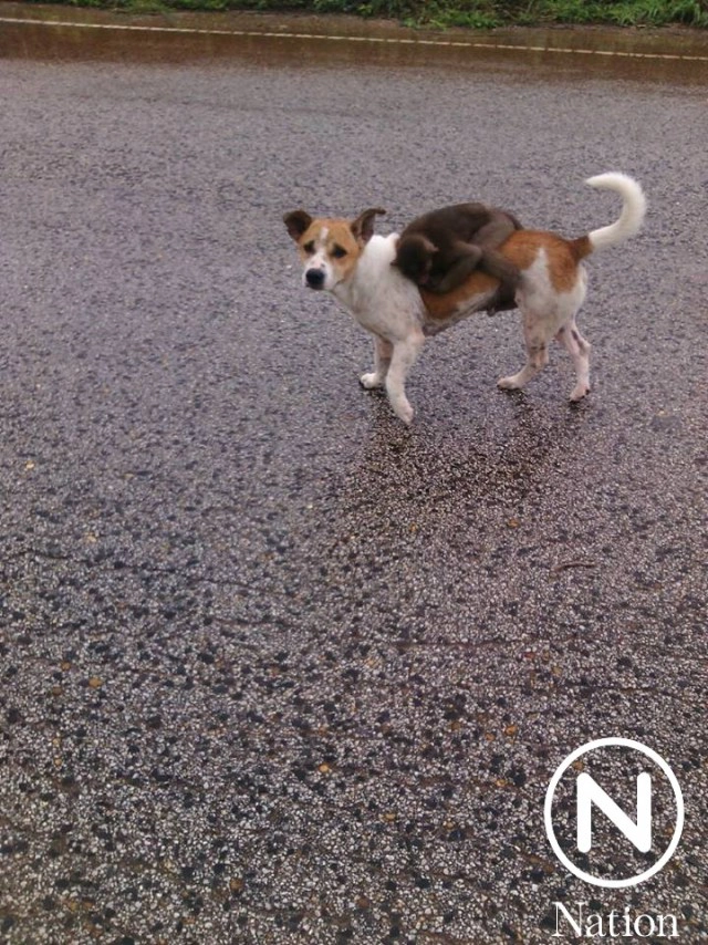 เพื่อนรักต่างสายพันธุ์  "ลิงขี่หลังหมา" เดินตามพระออกบิณฑบาต