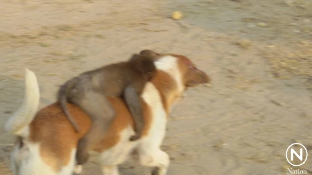 เพื่อนรักต่างสายพันธุ์  "ลิงขี่หลังหมา" เดินตามพระออกบิณฑบาต