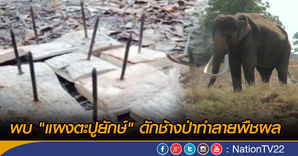 พบ "แผงตะปูยักษ์" ดักช้างป่าทำลายพืชผล พบ "แผงตะปูยักษ์" ดักช้างป่าทำลายพืชผล
