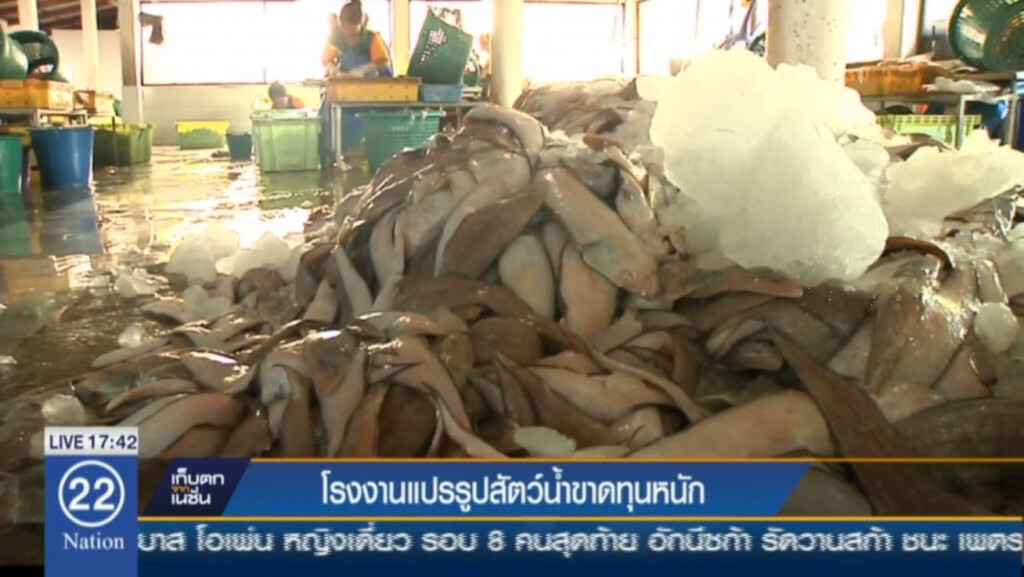 โรงงานแปรรูปสัตว์น้ำขาดทุนหนัก
