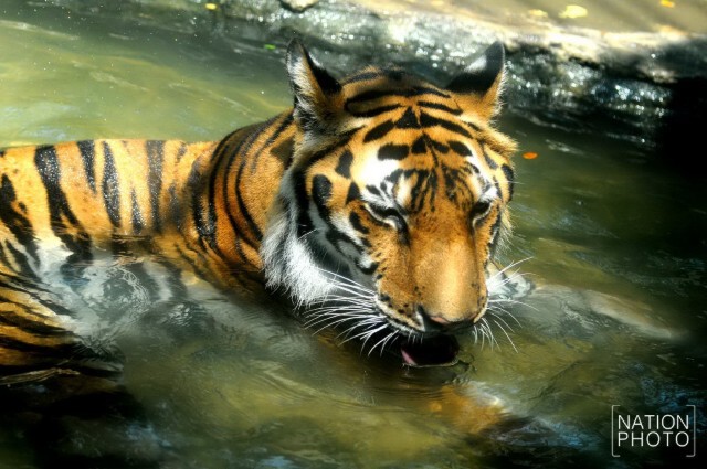 สวนสัตว์เขาดิน จัดมาตรการคลายร้อนให้สัตว์