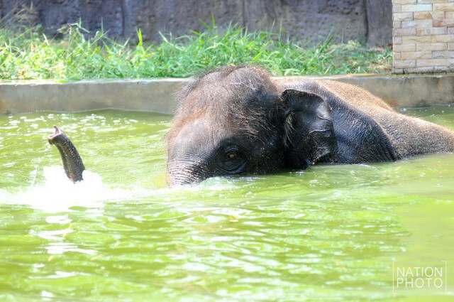 สวนสัตว์เขาดิน จัดมาตรการคลายร้อนให้สัตว์