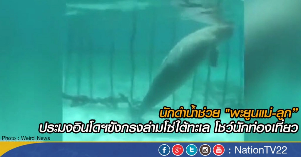 นักดำน้ำช่วย "พะยูนแม่-ลูก” ประมงอินโดฯขังกรงล่ามโซ่ใต้ทะเล โชว์นักท่องเที่ยว นักดำน้ำช่วย "พะยูนแม่-ลูก” ประมงอินโดฯขังกรงล่ามโซ่ใต้ทะเล โชว์นักท่องเที่ยว