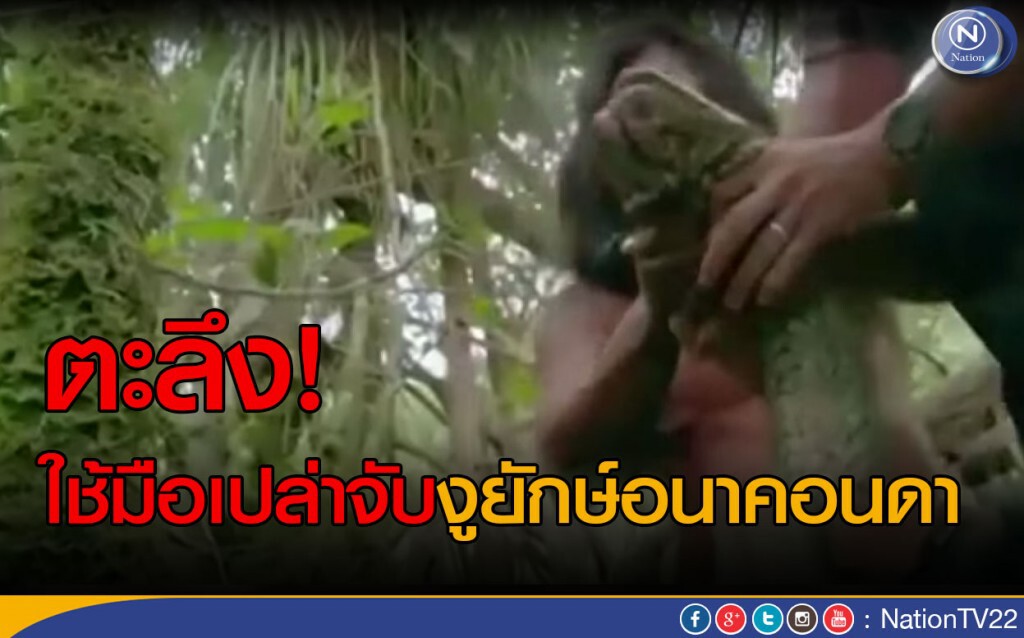 ตะลึง! ใช้มือเปล่าจับงูยักษ์อนาคอนดา ตะลึง! ใช้มือเปล่าจับงูยักษ์อนาคอนดา