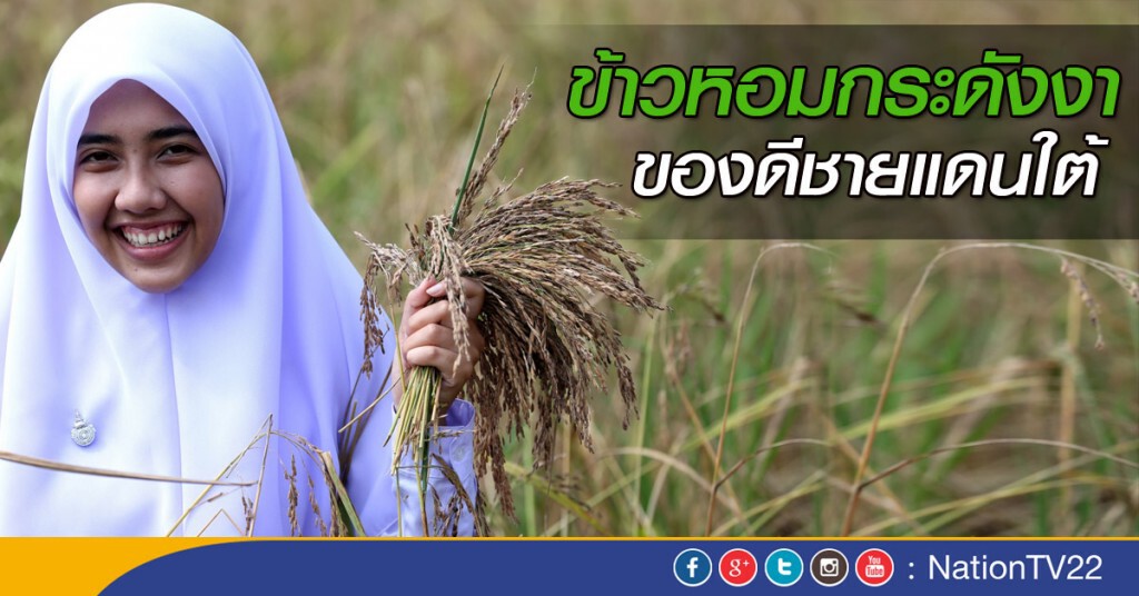 ข้าวหอมกระดังงา ของดีชายแดนใต้