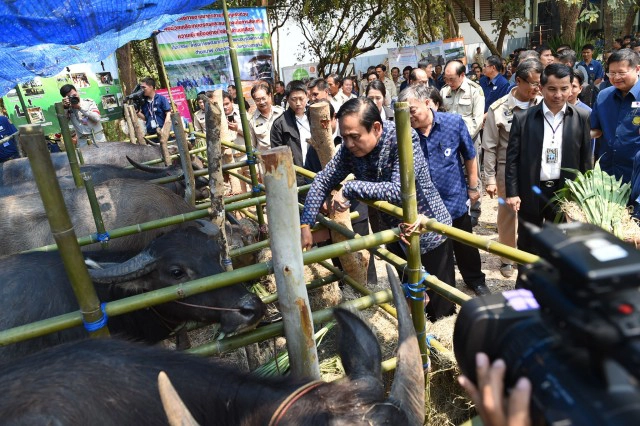 นายกฯ อารมณ์ดีป้อนหญ้าควาย บอกให้ทำดีชาติหน้าได้เกิดเป็นคน