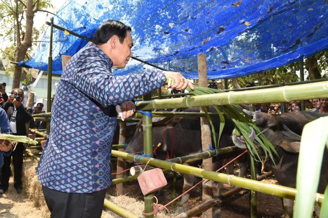 นายกฯ อารมณ์ดีป้อนหญ้าควาย บอกให้ทำดีชาติหน้าได้เกิดเป็นคน