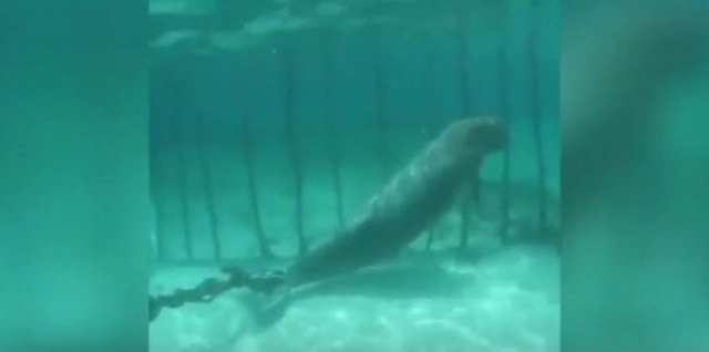 นักดำน้ำช่วย "พะยูนแม่-ลูก” ประมงอินโดฯขังกรงล่ามโซ่ใต้ทะเล โชว์นักท่องเที่ยว