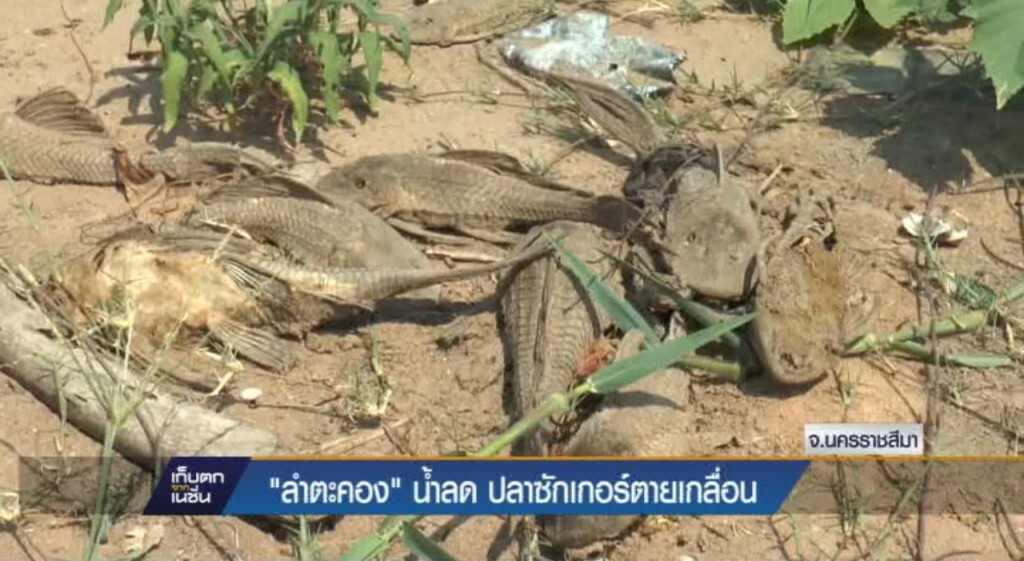 "ลำตะคอง" น้ำลด ปลาซักเกอร์ตายเกลื่อน "ลำตะคอง" น้ำลด ปลาซักเกอร์ตายเกลื่อน