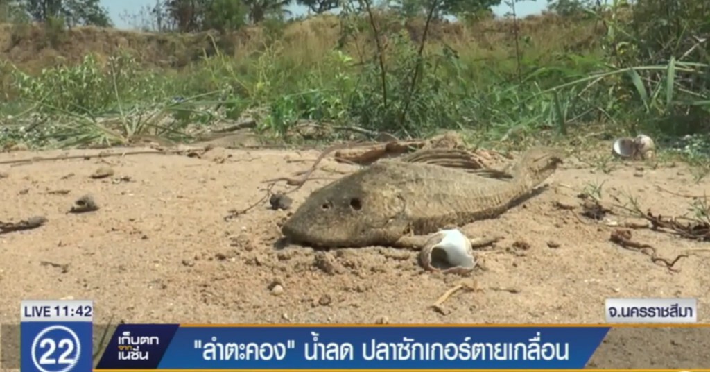 "ลำตะคอง" น้ำลด ปลาซักเกอร์ตายเกลื่อน