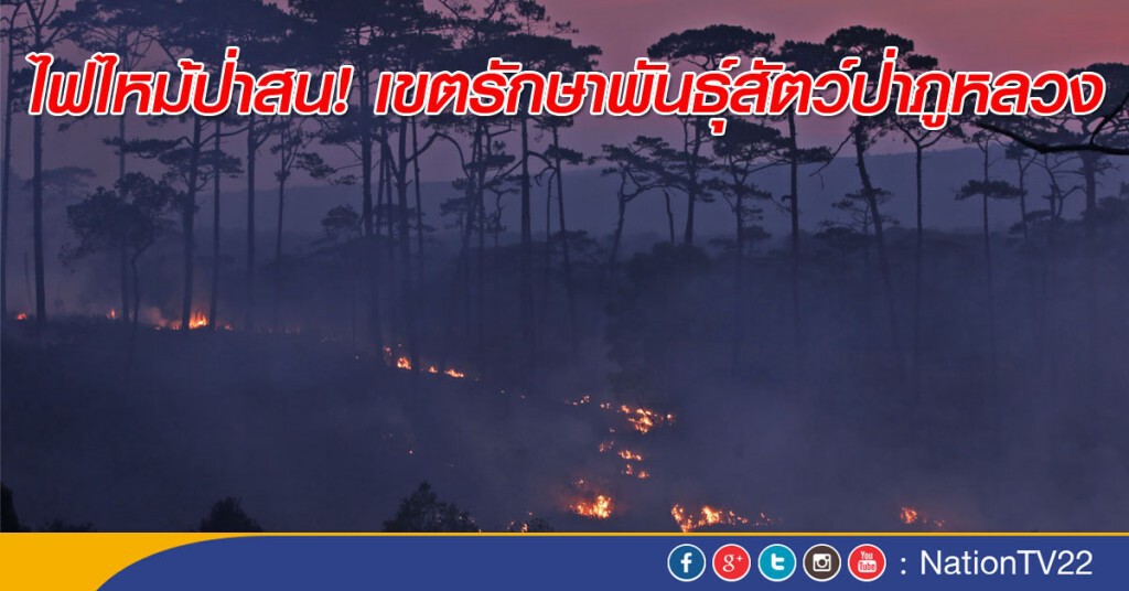 ไฟไหม้ป่าสน! เขตรักษาพันธ์ุสัตว์ป่าภูหลวง ไฟไหม้ป่าสน! เขตรักษาพันธ์ุสัตว์ป่าภูหลวง