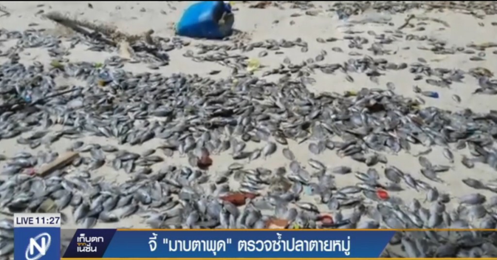 จี้มาบตาพุด ตรวจซ้ำปลาตายหมู่ จี้มาบตาพุด ตรวจซ้ำปลาตายหมู่
