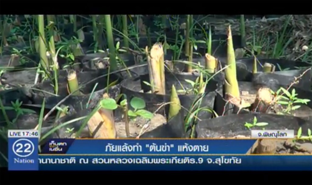 ภัยแล้งทำ "ต้นข่า" แห้งตาย