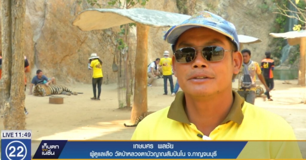 ตอบข้อสงสัย ทำไม "เสือ" วัดป่าหลวงตาบัวถึงเชื่อง ตอบข้อสงสัย ทำไม "เสือ" วัดป่าหลวงตาบัวถึงเชื่อง