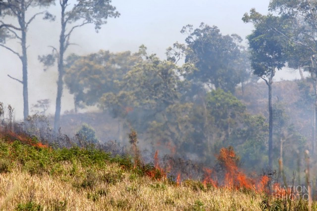 ไฟไหม้ป่าสน! เขตรักษาพันธ์ุสัตว์ป่าภูหลวง