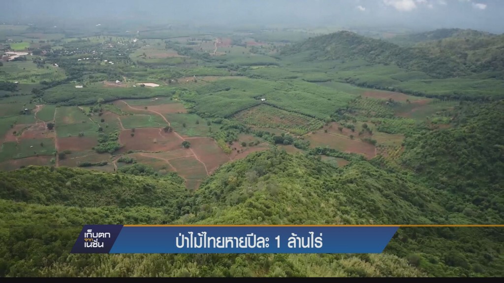 ป่าไม้ไทยหายปีละ 1 ล้านไร่ ป่าไม้ไทยหายปีละ 1 ล้านไร่