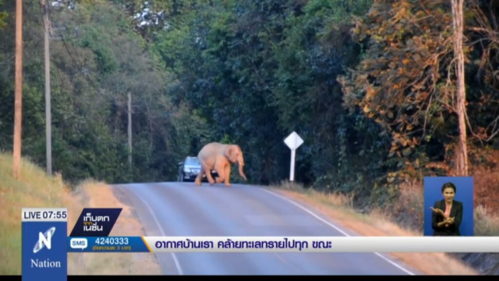 ลูกช้างเขาใหญ่ พยายามกันรถช่วยแม่ใหญ่ขาเจ็บ ข้ามถนนตามโขลง