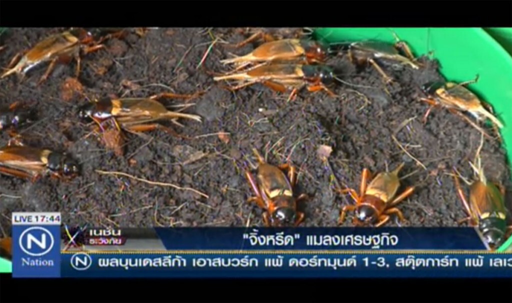 "จิ้งหรีด" แมลงเศรษฐกิจ "จิ้งหรีด" แมลงเศรษฐกิจ