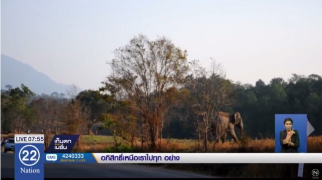 ลูกช้างเขาใหญ่ พยายามกันรถช่วยแม่ใหญ่ขาเจ็บ ข้ามถนนตามโขลง