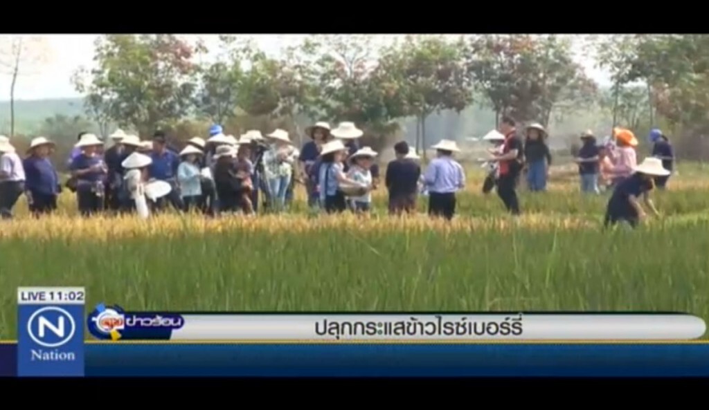 ปลุกกระแสข้าวไรซ์เบอร์รี่ ปลุกกระแสข้าวไรซ์เบอร์รี่