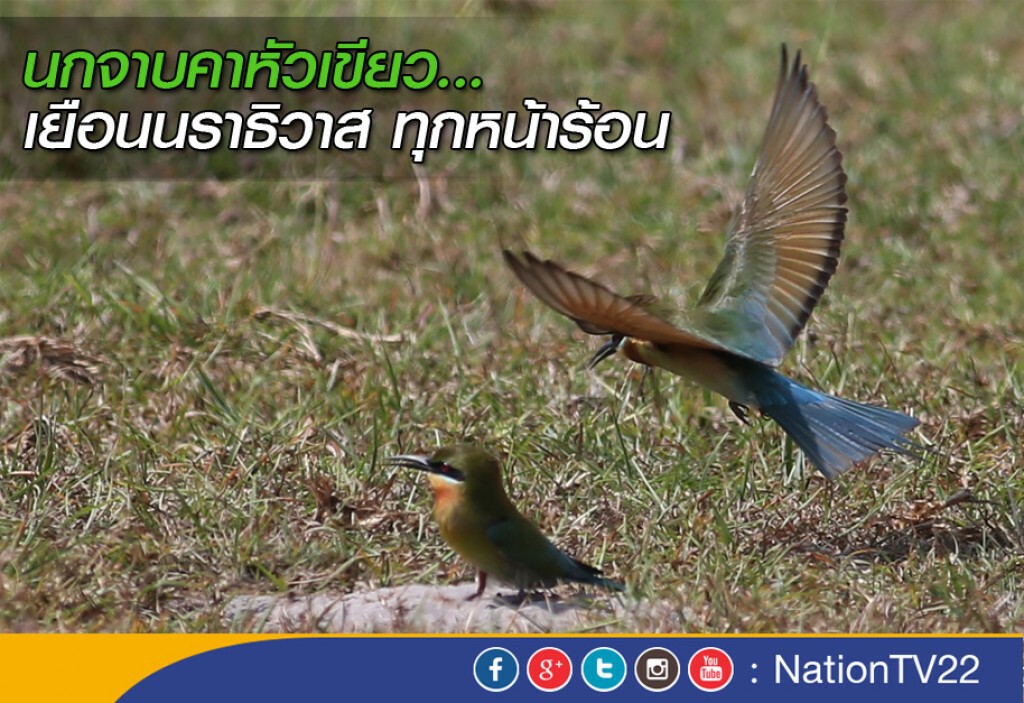 นกจาบคาหัวเขียว กลับมาเยือนนราธิวาส ทุกหน้าร้อน