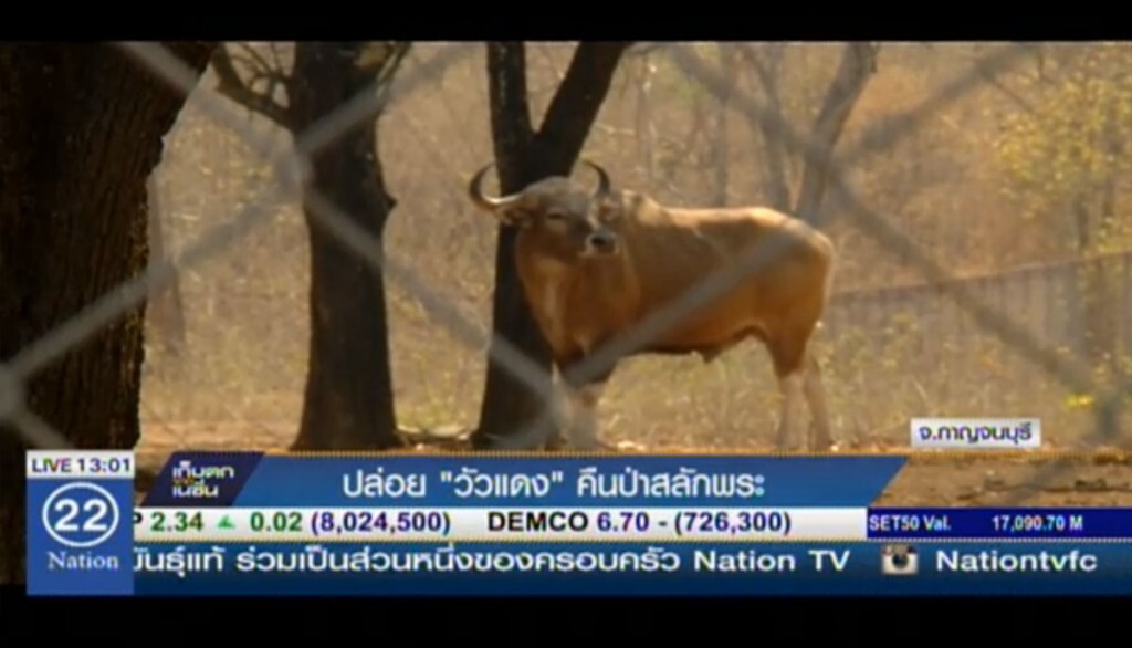 ปล่อย "วัวแดง" คืนป่าสลักพระ