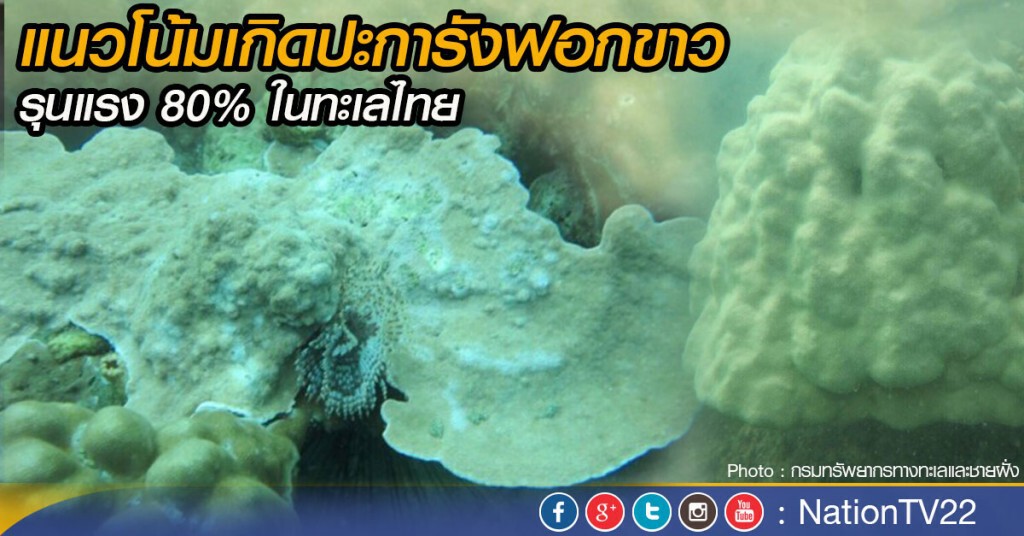 แนวโน้มเกิดปะการังฟอกขาวรุนแรง 80% ในทะเลไทย