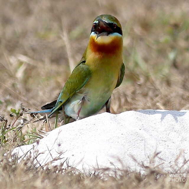 นกจาบคาหัวเขียว กลับมาเยือนนราธิวาส ทุกหน้าร้อน