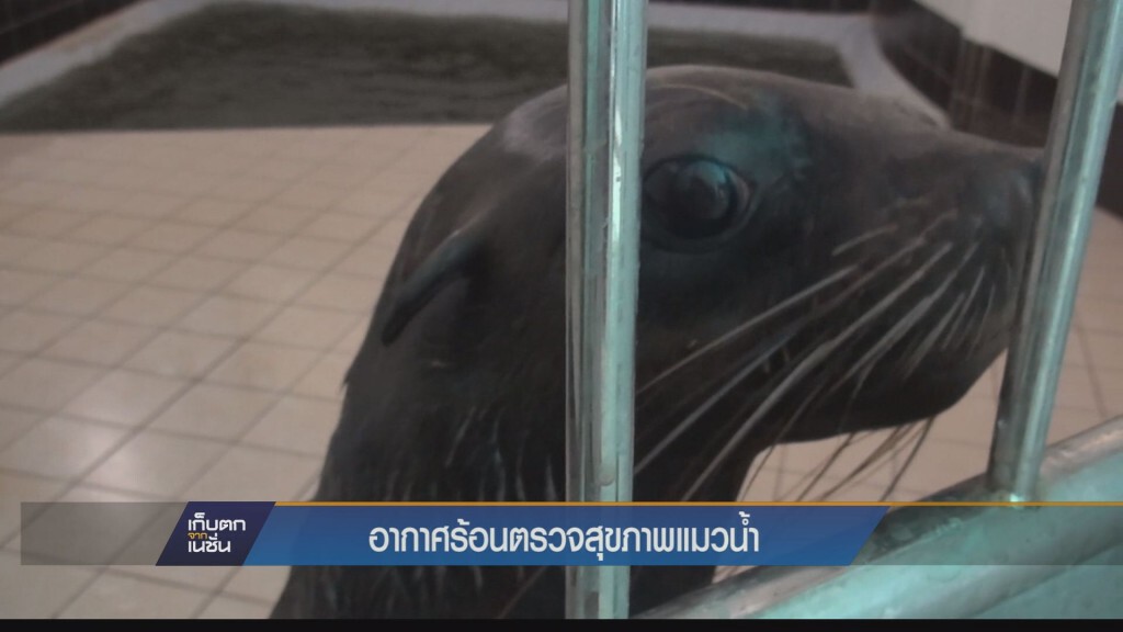 (ตรัง) - อากาศร้อนตรวจสุขภาพแมวน้ำ เกรงปรับสภาพไม่ทัน (ตรัง) - อากาศร้อนตรวจสุขภาพแมวน้ำ เกรงปรับสภาพไม่ทัน