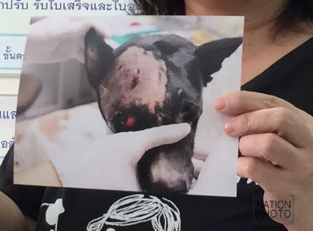 คุก 14 เดือน  “หนุ่ม”ยิงหมาตายหน้าห้าง-รอลงอาญา 2 ปี สั่งคุมประพฤติ