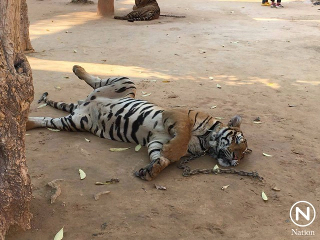 วัดเสือยอมรับเงื่อนไขกรมอุทยานฯ แต่ขอเลี้ยงเสือต่อ 70 ตัว