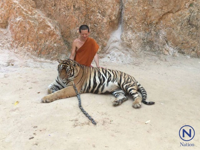 วัดเสือยอมรับเงื่อนไขกรมอุทยานฯ แต่ขอเลี้ยงเสือต่อ 70 ตัว