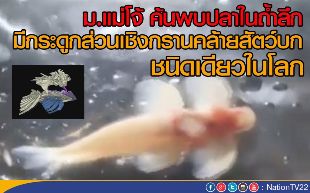 ม.แม่โจ้ ค้นพบปลาในถ้ำลึก ที่มีกระดูกส่วนเชิงกราน คล้ายสัตว์บกชนิดเดียวในโลก ม.แม่โจ้ ค้นพบปลาในถ้ำลึก ที่มีกระดูกส่วนเชิงกราน คล้ายสัตว์บกชนิดเดียวในโลก